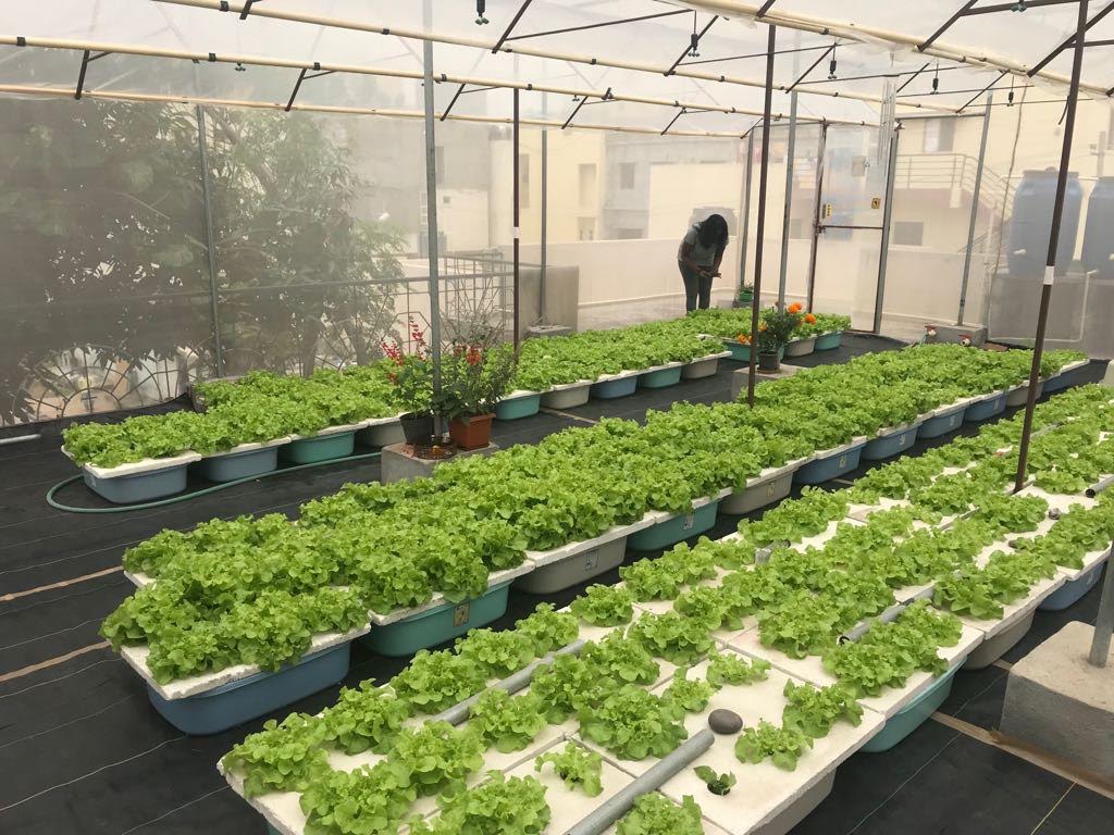 Tạo môi trường lý tưởng cho cây trồng