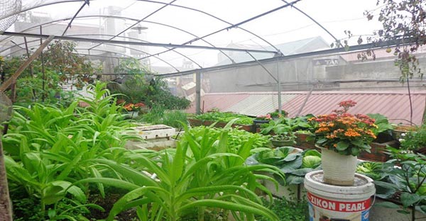 Nhà lưới sân thượng