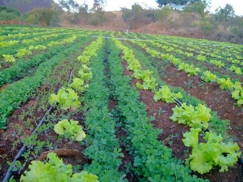 Phòng chống sâu bệnh