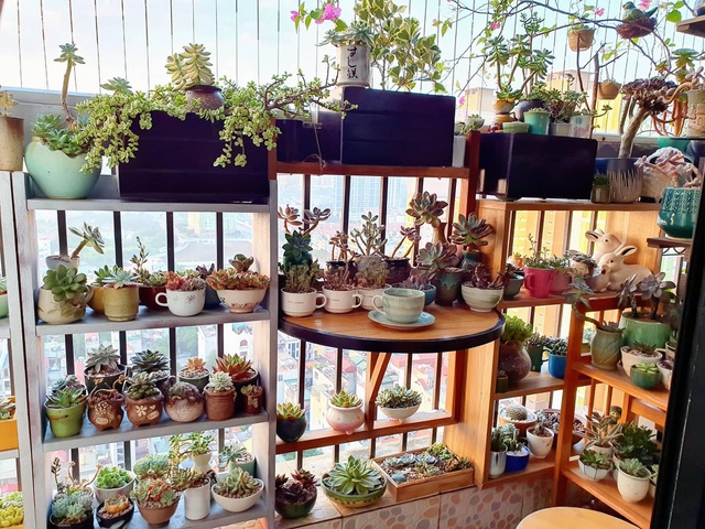 Cây sen đá - trồng cây ban công chung cư