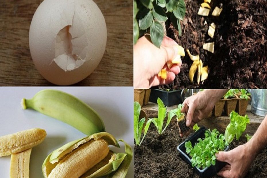 Sử dụng vỏ chuối đã được sấy khô và băm nhỏ