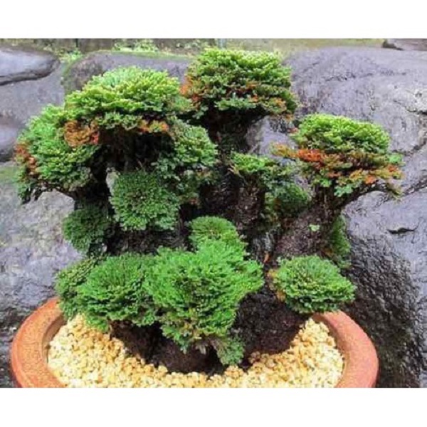 Lựa chọn phân bón và cách phòng trừ bệnh hại cho cây trường sinh thảo