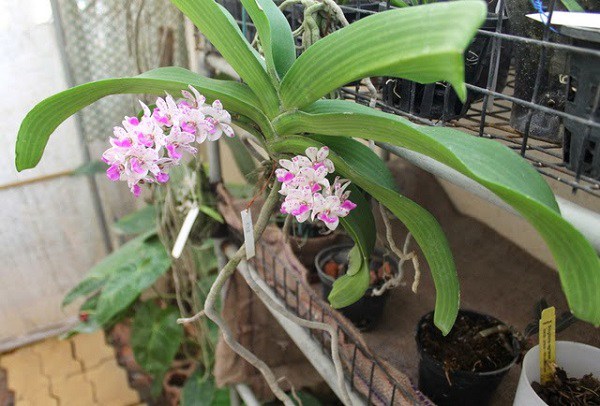 Cách trồng lan ngọc điểm đơn giản và dễ dàng