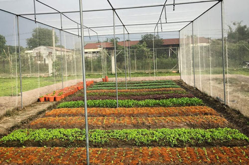 Nhà lưới kiểu mới