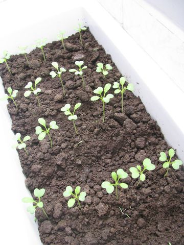 Hạt giống trồng rau