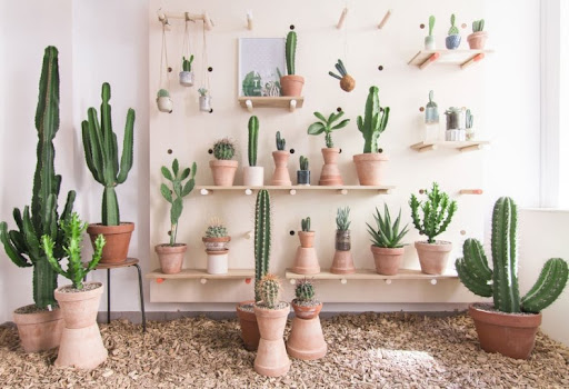 Xương rồng trong nhà