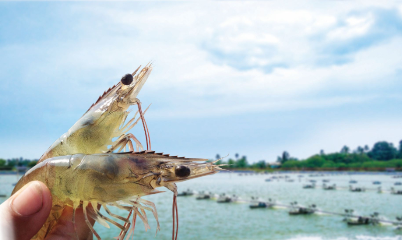 Trong ao nuôi tôm luôn xuất hiện các loại tảo có lợi và có hại
