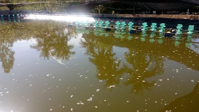 Gây màu nước là một bước rất quan trọng trong quá trình nuôi tôm