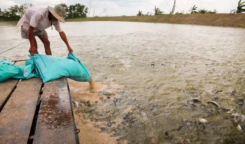 Kiến thức dinh dưỡng trong nuôi trồng thủy sản vô cùng quan trọng