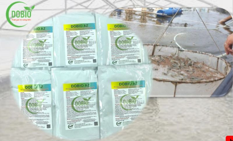 Nuôi tôm bằng chế phẩm EM