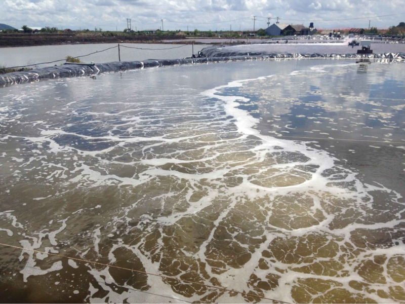 Cần chuẩn bị ao nuôi đảm bảo các yêu cầu, thuận tiên cho quá trình nuôi