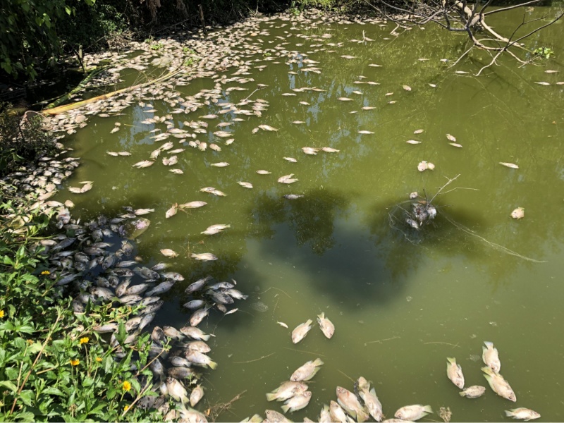 Hiện tượng cá chết hàng loạt