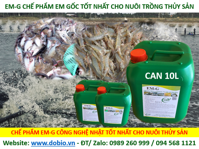 Chế phẩm EM mang đến nhiều lợi ích trong nuôi thủy sản 