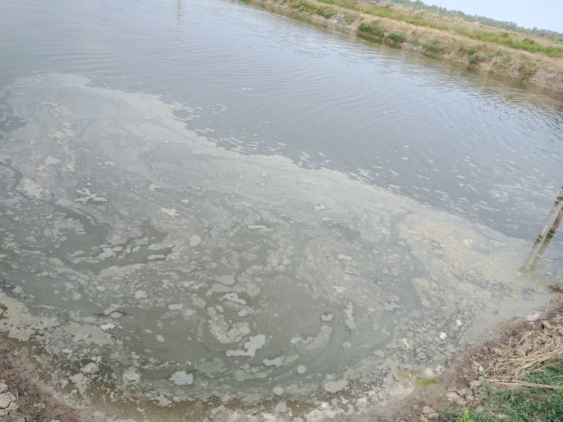 Nguyên nhân khiến ao nuôi tôm bị nhiễm phèn