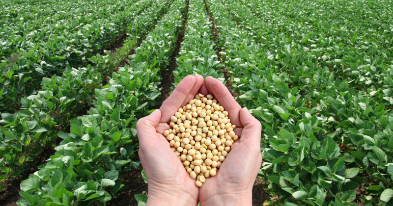 Công dụng của phân bón làm từ đậu tương