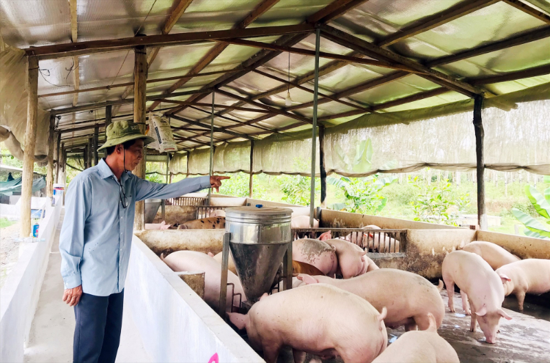 chế phẩm sinh học EM trong chăn nuôi lợn