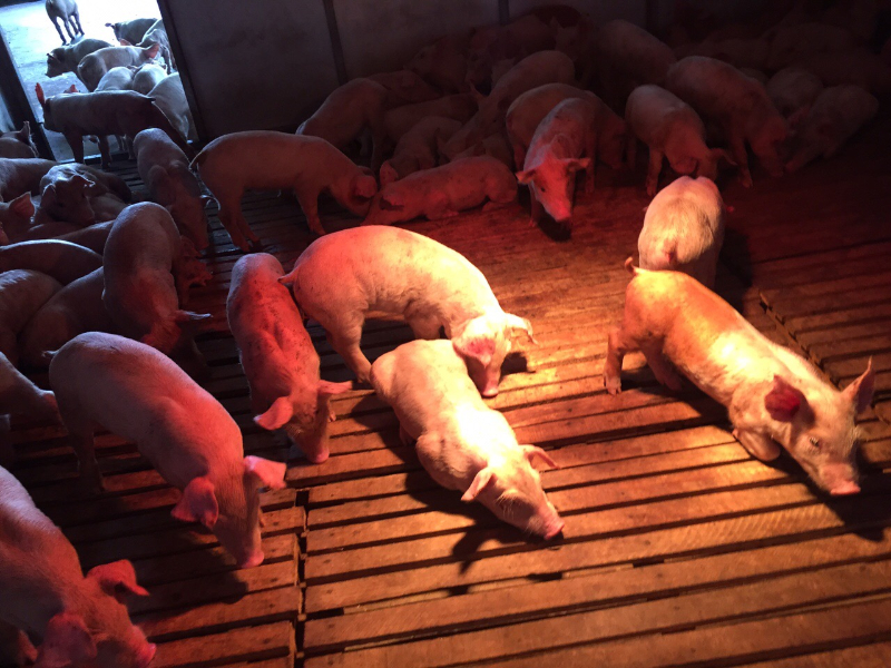 Miếng lót sinh học cho gia súc