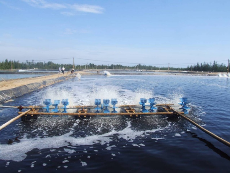 Sử dụng chế phẩm sinh học EM trong nuôi tôm