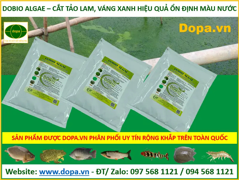 DOBIO ALGAE men vi sinh kiểm soát diệt cắt tảo lam hiệu quả cao cho ao 