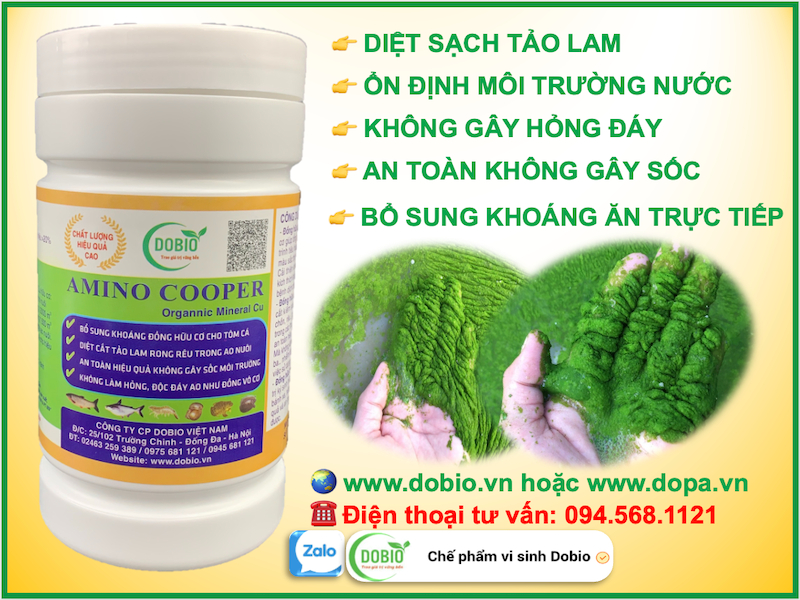 Đồng hữu cơ diệt cắt kiểm soát tảo lam 