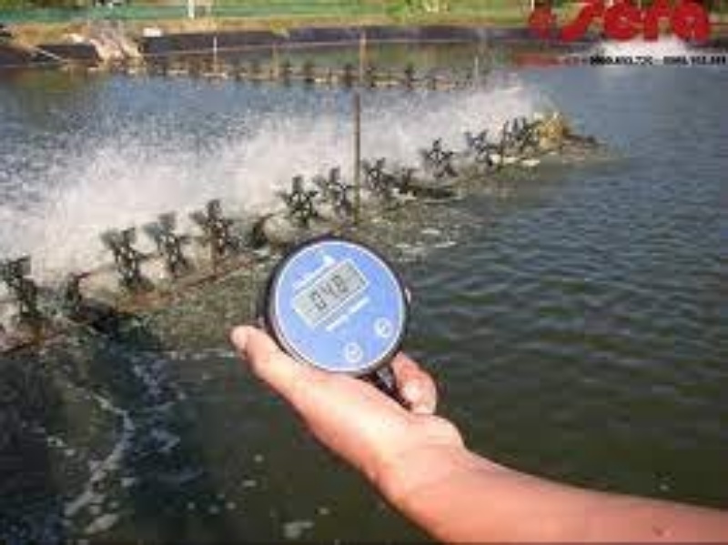 Kiểm soát nhiệt độ ao nuôi là một lưu ý khá quan trọng khi nuôi thủy sản