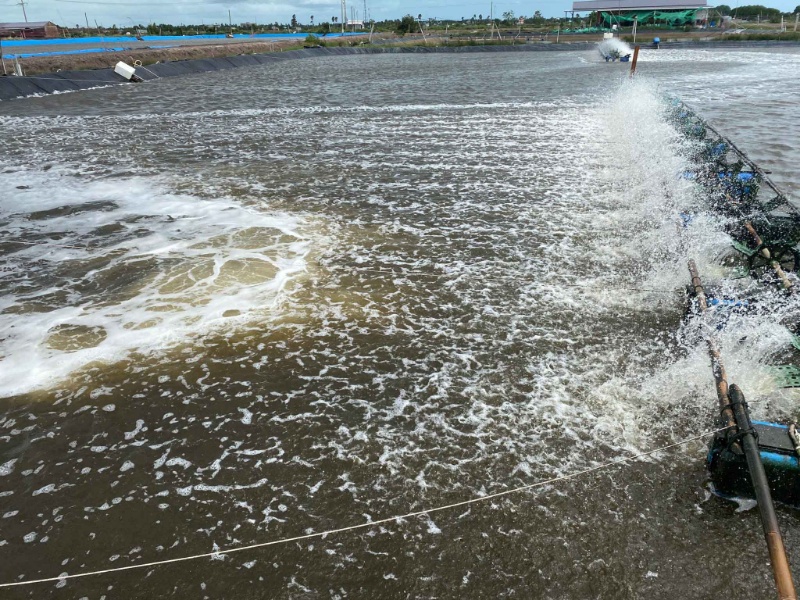 Chế phẩm sinh học giải thoát các khí độc hại