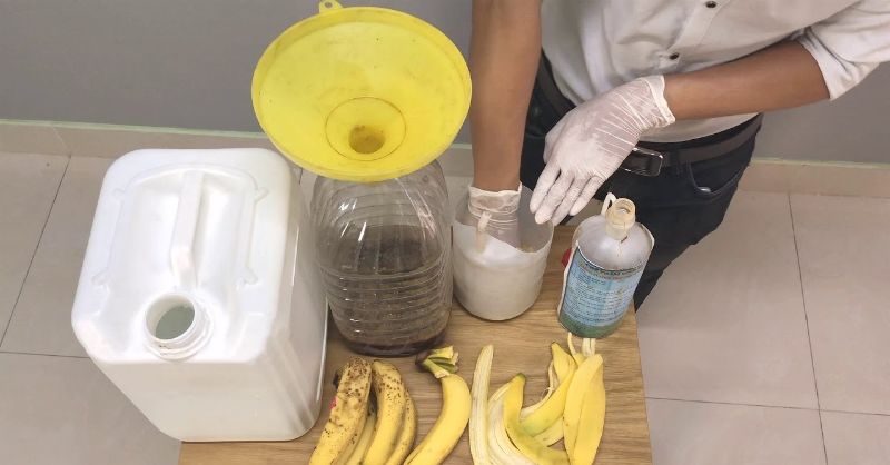 Hướng dẫn cách làm chế phẩm EM chuối