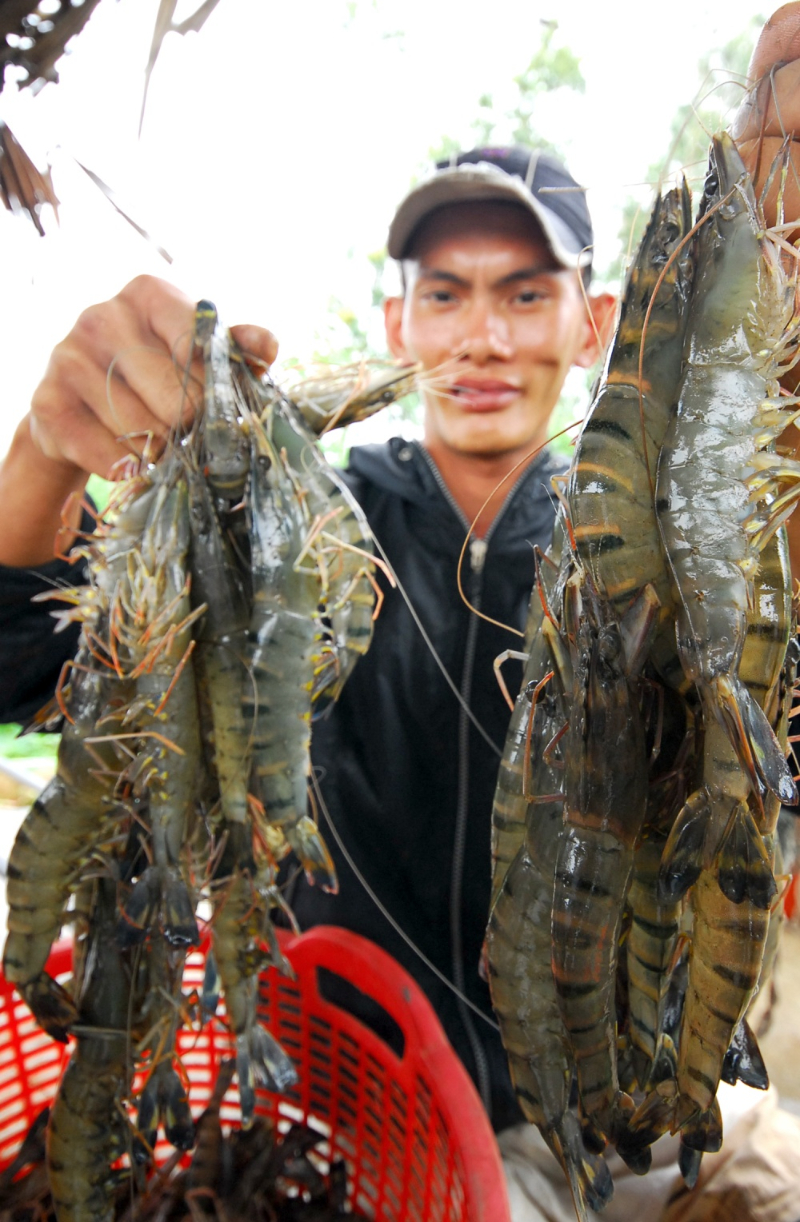 Sử dụng chế phẩm sinh học một cách hợp lý để tôm phát triển