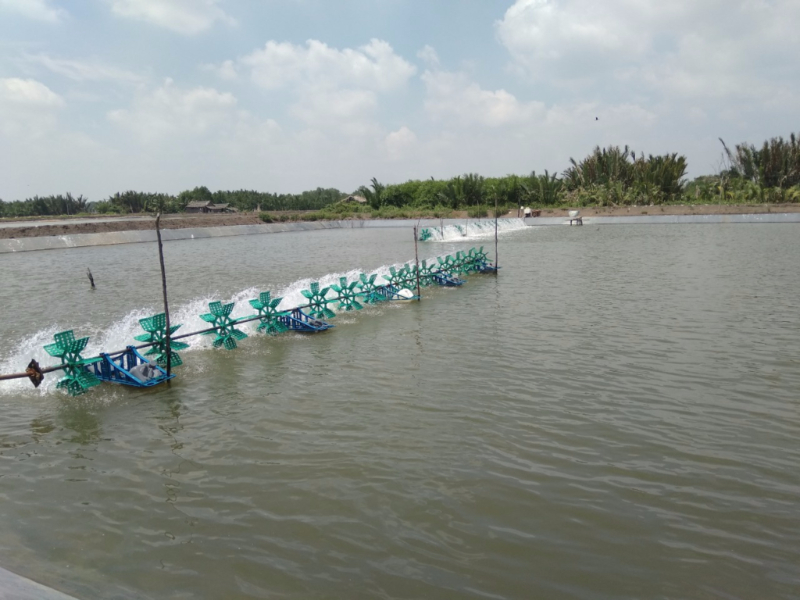 Ao nuôi tôm được làm sạch nhờ EM