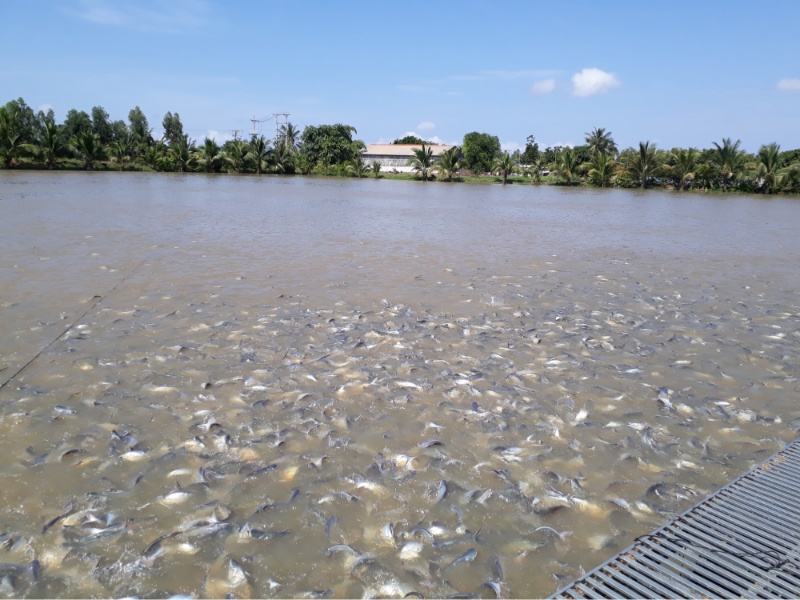 Cho cá ăn tại một trang trại nuôi