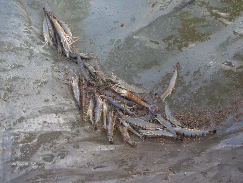 Tác hại nghiêm trọng do ao nhiễm phèn mang lại