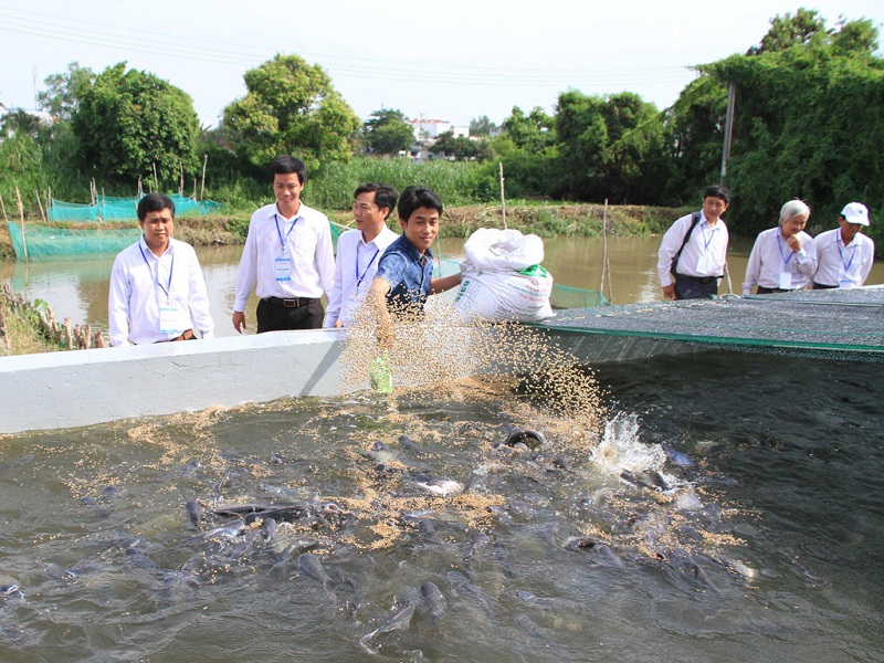 Dầu gan mực giúp kích thích sự thèm ăn