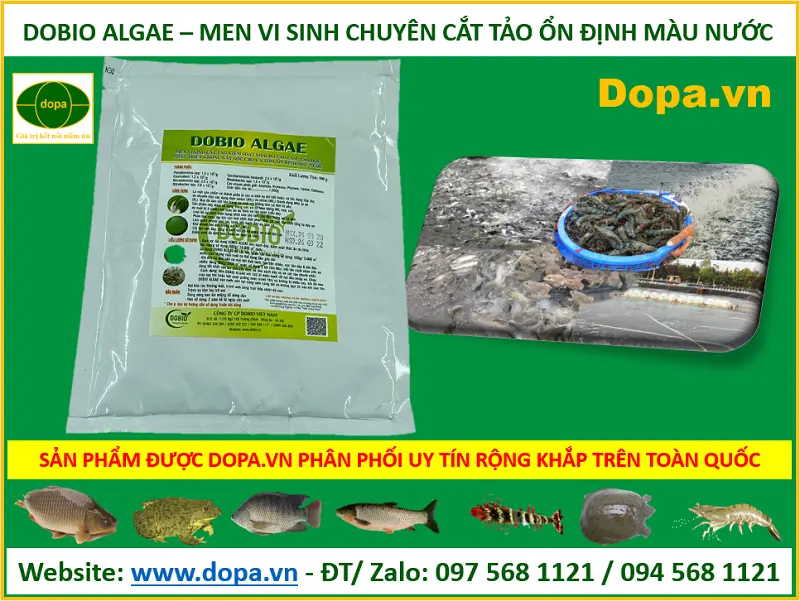 DOBIO ALGAE