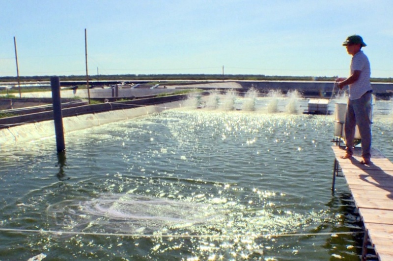 Đồng hữu cơ DOBIO rất lành không gây độc hại cho tôm