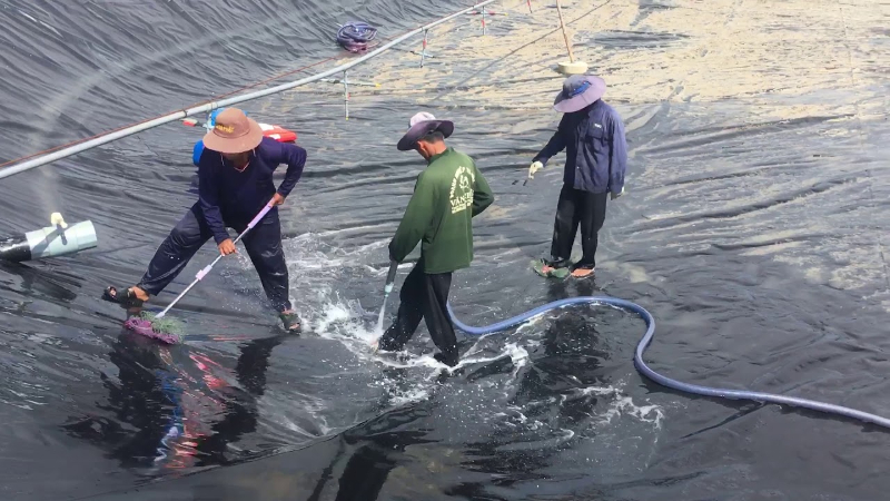 Vệ sinh sạch sẽ ao nuôi sau khi thu hoạch