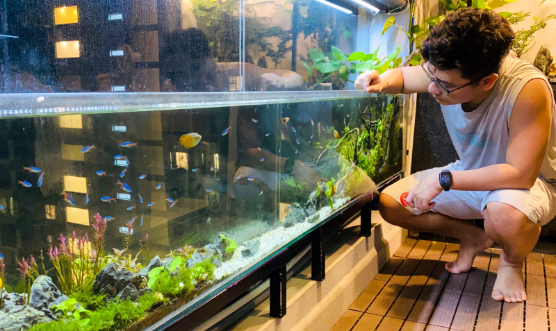 lựa chọn loại thức ăn phù hợp với cá nhà bạn