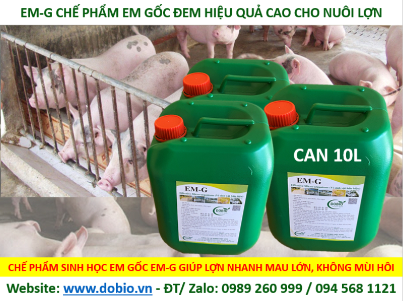 Chế phẩm EM giúp nâng cao hiệu quả nuôi heo