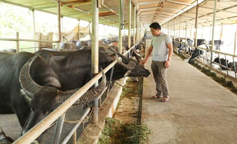 Cách dùng chế phẩm EM trong chăn nuôi trâu bò