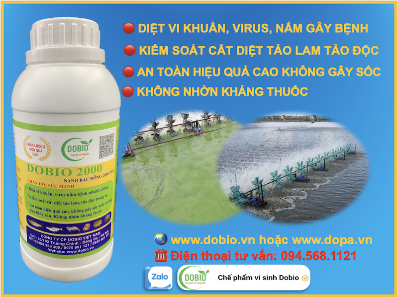 DOBIO 2000 loại thuốc diệt khuẩn làm sạch hiệu quả ao nuôi trồng tôm