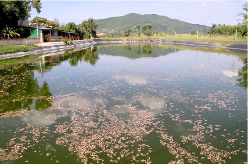 Ao nuôi thủy sản tích tụ khí độc