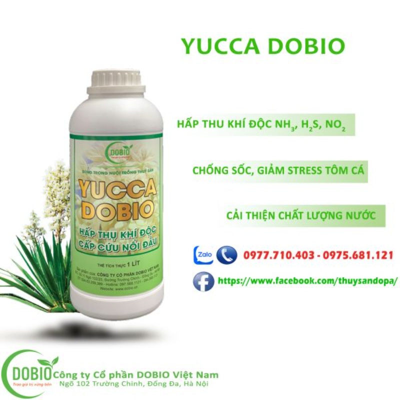 Sản phẩm YUCCA DOBIO