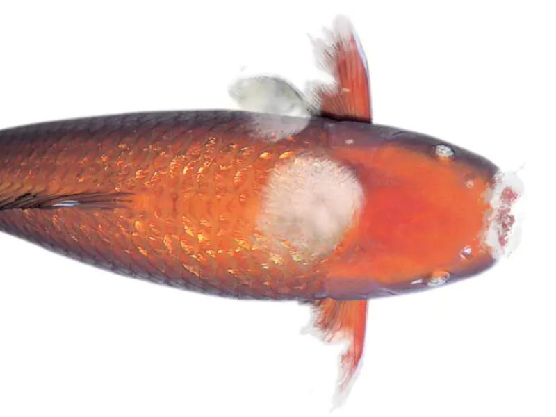 Bệnh nấm ở cá chép là gì và nguyên nhân do đâu