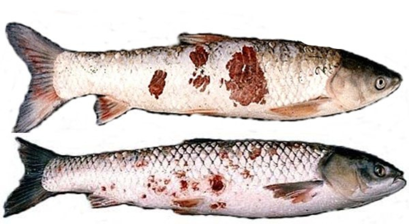 Nguyên nhân dẫn đến các bệnh thường gặp ở cá trắm cỏ