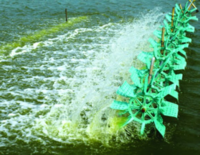 Ao nuôi xuất hiện tảo lục