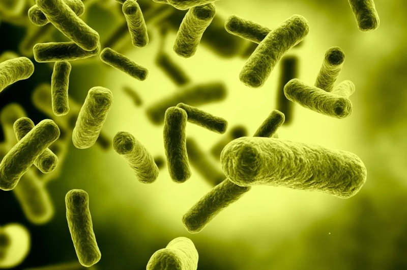 Vi sinh trong bể cá là gì?