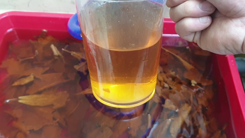 Nước lá bàng có chứa rất nhiều vi sinh có lợi cho cá