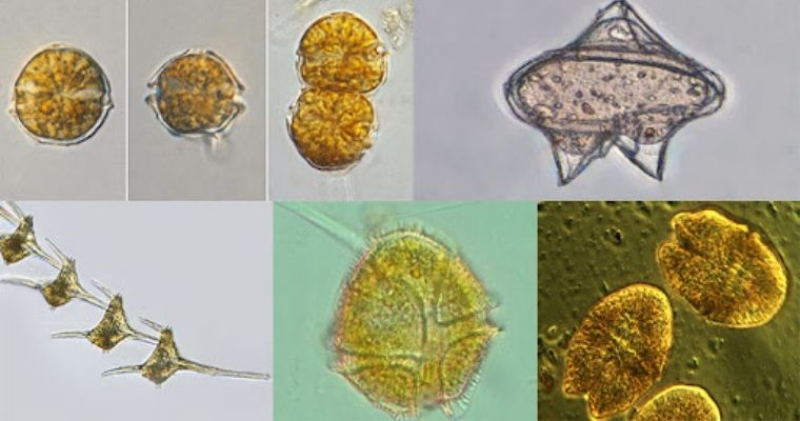 Hình ảnh tảo giáp dưới kính hiển vi