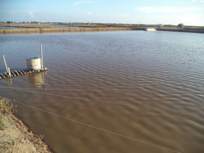 Ao nuôi đã bị nhiễm bẩn là một trong những nguyên nhân xuất hiện tảo giáp