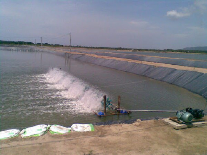 Tảo giáp phát triển quá mức sẽ cạnh tranh oxy với tôm