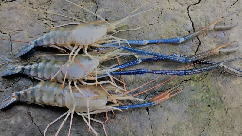 Đặc điểm của tôm càng xanh